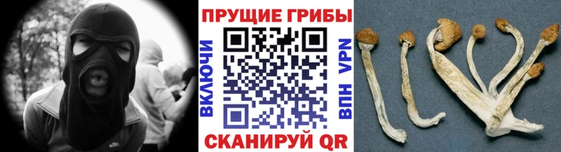 где купить наркоту  Пугачёв  Псилоцибиновые грибы Psilocybe 